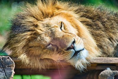 Leo rests in the midday sun and sleeps