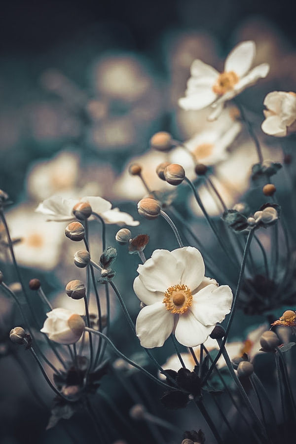 flower, plant, flowering plant, beauty in nature, freshness, nature, spring, branch, blossom, macro photography, fragility, close-up, springtime, growth, focus on foreground, petal, sunlight, no people, flower head, inflorescence, selective focus, white, tree, outdoors, tranquility, botany