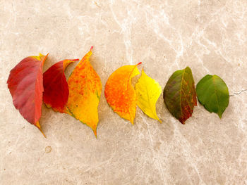 High angle view of yellow autumn leaves