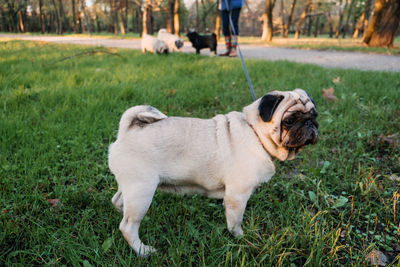 Full length of a dog on field