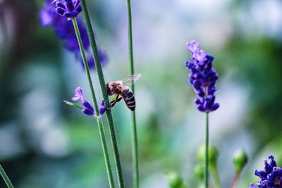 Close-up of bee on flower