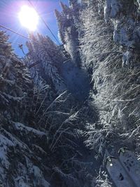 Low angle view of trees against sky during winter