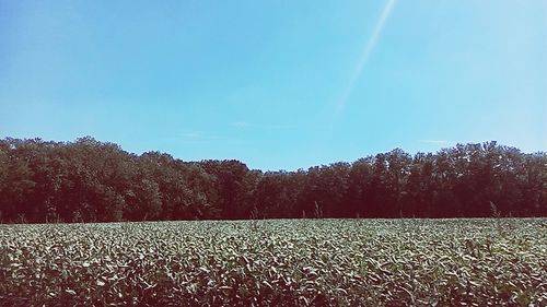 Trees on field against clear blue sky