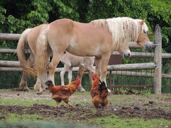 Horses standing on field