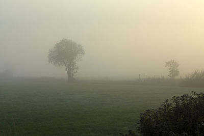Trees on field against sky in foggy weather