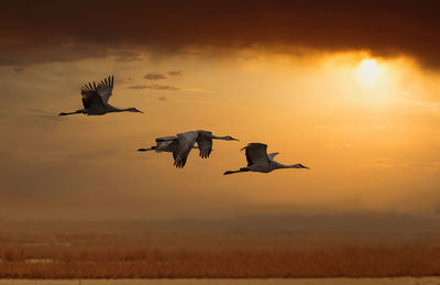Sandhill cranes flying at the sunset