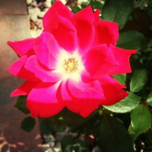 Close-up of pink flowers