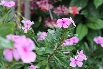 Close-up of pink flowering plants