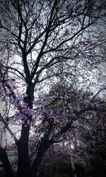 Low angle view of bare trees against sky