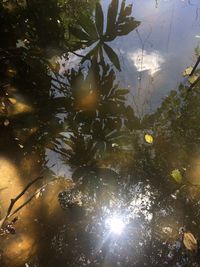 Close-up of plants with reflection in water