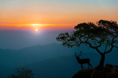 Silhouette tree against sky during sunset