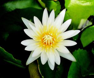 Close-up of yellow flower