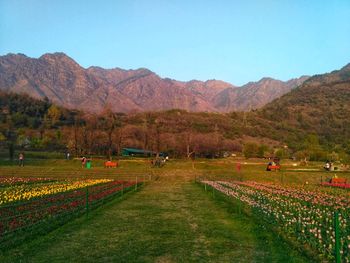 Scenic view of agricultural field against clear blue sky