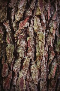 Full frame shot of tree trunk