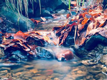 Close-up of autumn leaves on rocks at sea