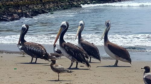 Flock of birds on beach