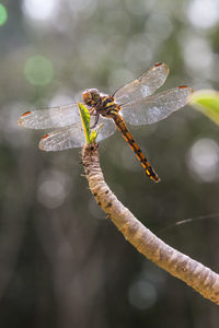 Close-up of dragonfly on twig