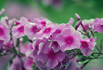 Close-up of pink flowers