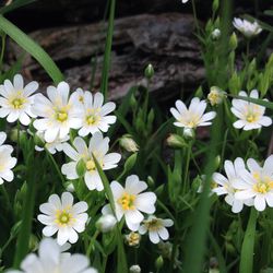 Close-up of white daisy blooming outdoors