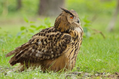 Eagle owl on grassy field