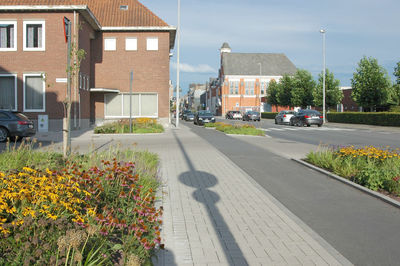 Flowers growing in city