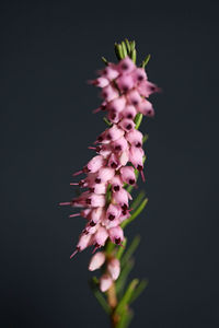 Close-up of pink flowering plant against black background