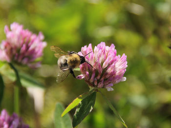 Close-up of bee pollinating on pink flower