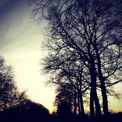 Low angle view of bare trees against sky