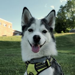 Close-up of dog sticking out tongue on field