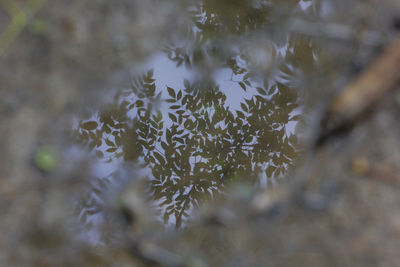 High angle view of flowering plants during winter