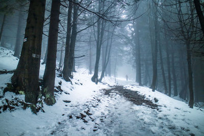 Trees on snow covered land during winter