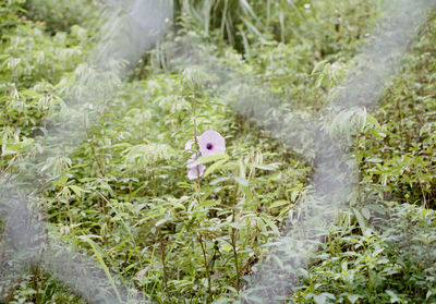 High angle view of bird in field