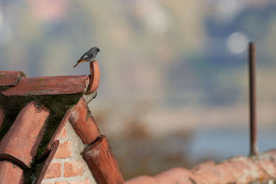 Close-up of bird perching on wood