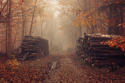 Logs at forest during autumn