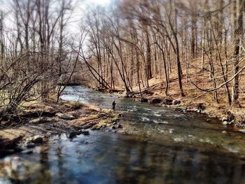 Bare trees by river