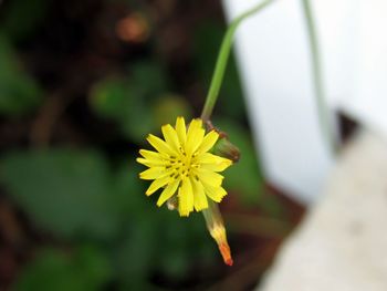 Close-up of yellow flower blooming outdoors