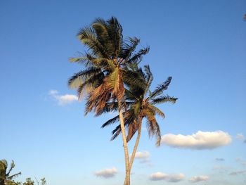 Low angle view of palm tree against blue sky