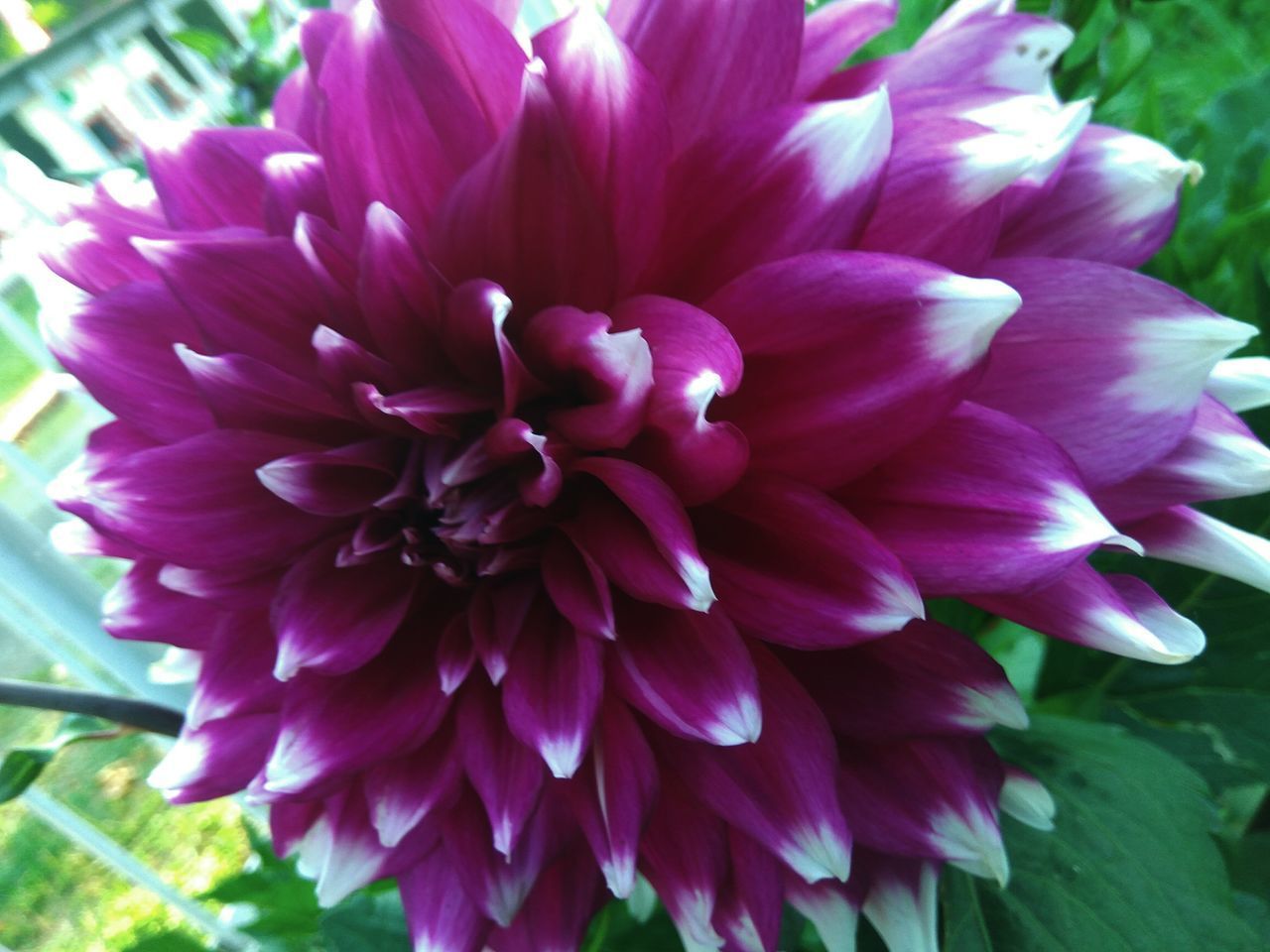 CLOSE-UP OF PINK DAHLIA BLOOMING OUTDOORS