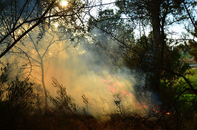 Silhouette of trees against sky