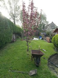 View of plants in garden