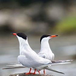 Close-up of birds perching