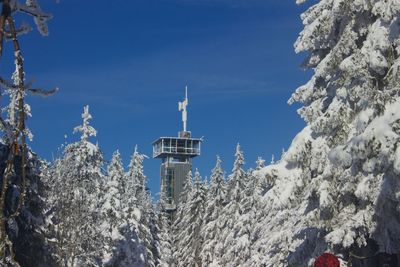 Low angle view of snow covered tree