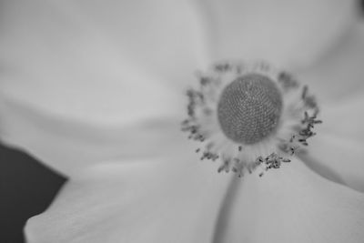 Macro shot of white flowering plant