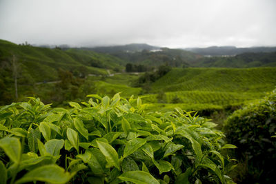 Scenic view of agricultural field