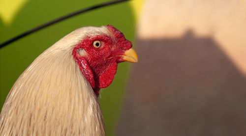 Close-up of a bird