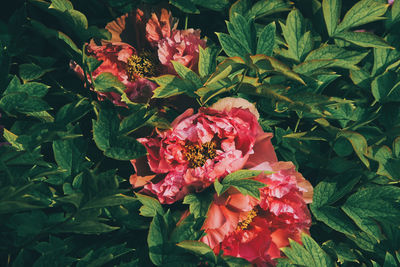 Close-up of pink flowering plants