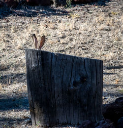 Close-up of bird perching on wooden post