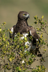 Martial eagle in leafy bush with catchlight