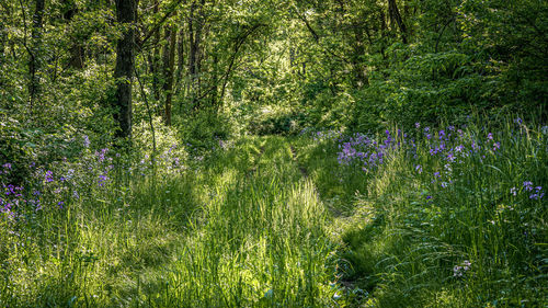 Purple flowering plants on field