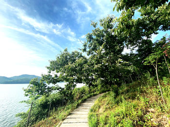 Footpath amidst trees against sky